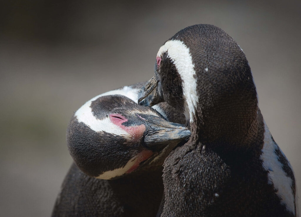 Magellanic Penguins: Affectionate Moment in Soft Lighting Wallpaper