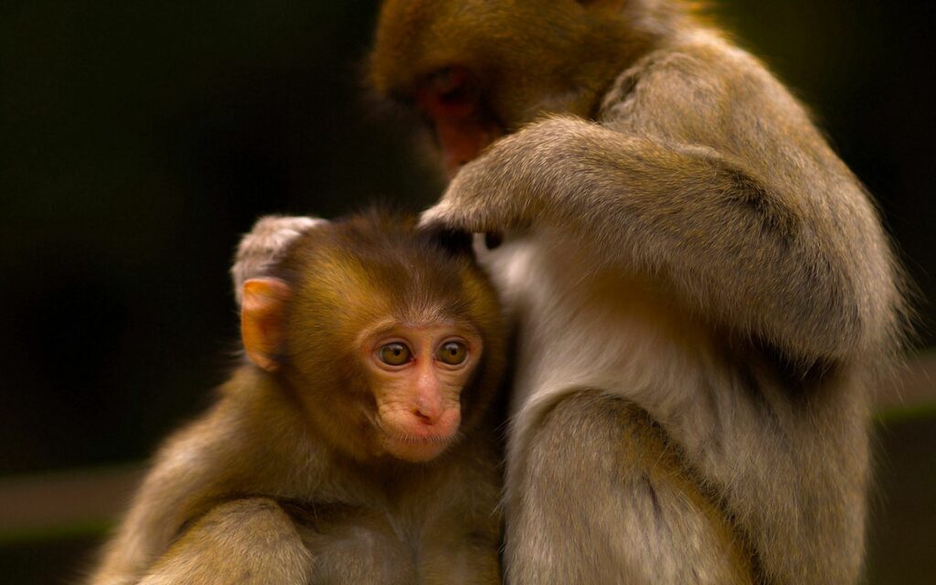 Adorable Monkeys: Tender Grooming Moment in Nature's Embrace Wallpaper