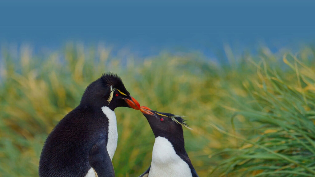 Affectionate Rockhopper Penguins Against Lush Green and Blue Sky Wallpaper