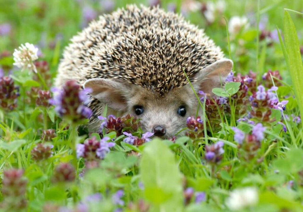 Afghan Hedgehog in Vibrant Wildflowers - Spring Background Wallpaper