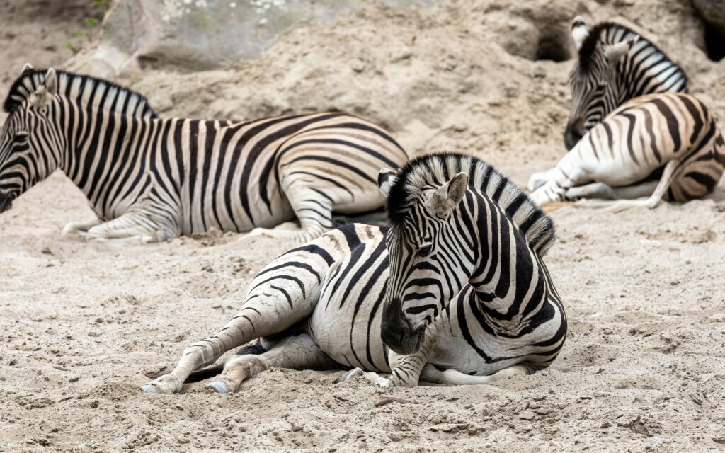 Serenity in Stripes: Marvelous Zebras Resting in the African Wilderness Wallpaper