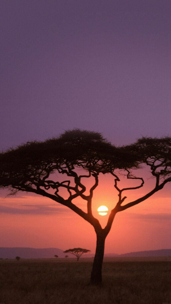 Serene Serengeti: An Enchanting Africa-I themed Background for Your iPhone Wallpaper