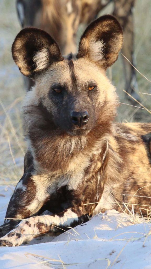 African wild dog resting on sandy ground with intense gaze and mottled fur wildlife wallpaper