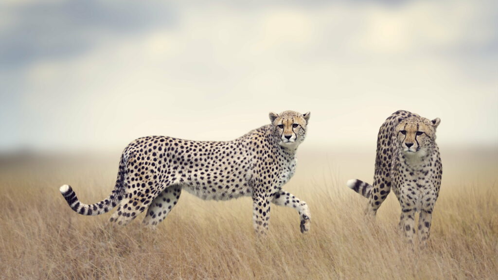 Graceful Cheetah: Majestic Wildlife in the African Savannah - 4K Wallpaper Background