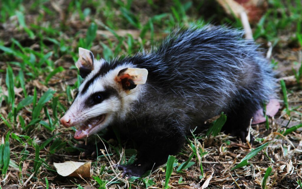 Aggressive Opossum Wallpaper in Grassy Autumn Background