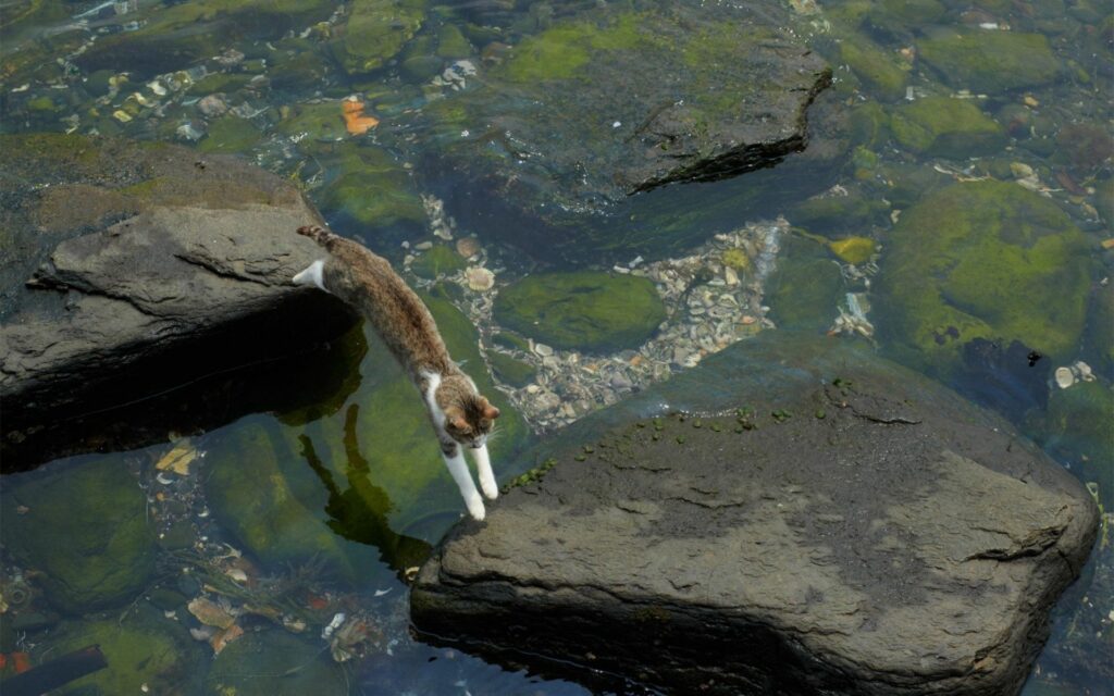 Agile Cat Jumps Between Rocks Over Clear Water - Nature's Beauty Wallpaper