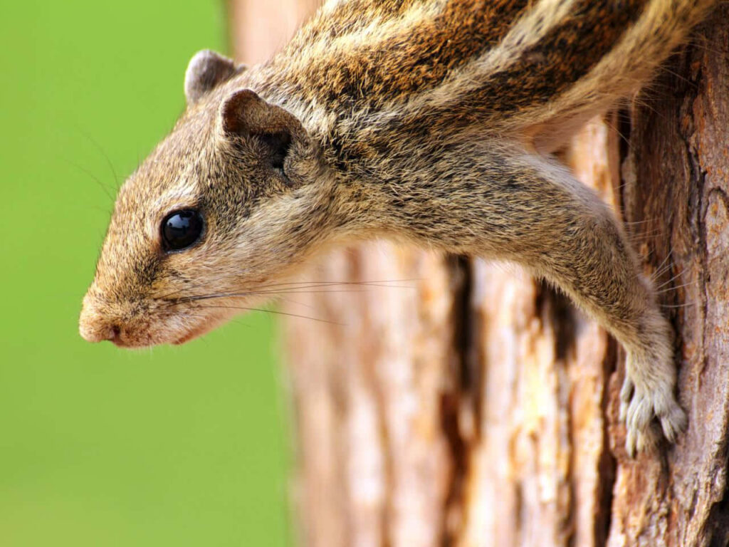 Chipmunk Climbing Tree Trunk: Agility & Nature's Beauty Close-Up Wallpaper