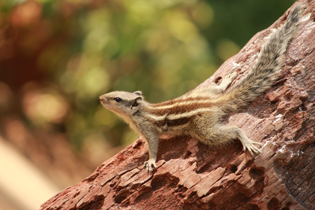 Agile Squirrel Climbs Rugged Tree in Serene Woodland Setting Wallpaper