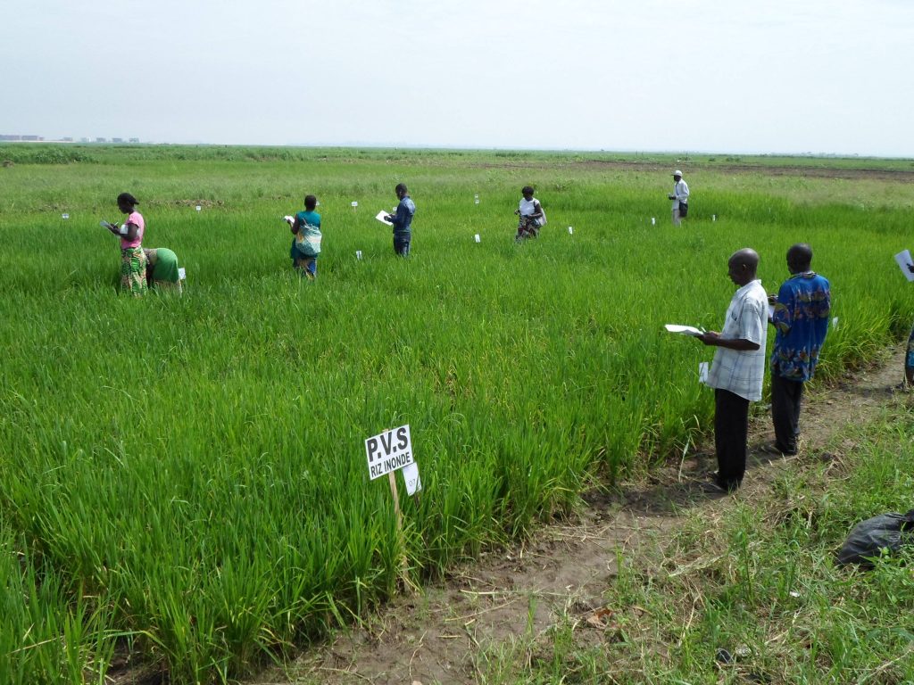 Researchers monitoring vibrant green rice paddy crop trial with survey papers in bright field Wallpaper