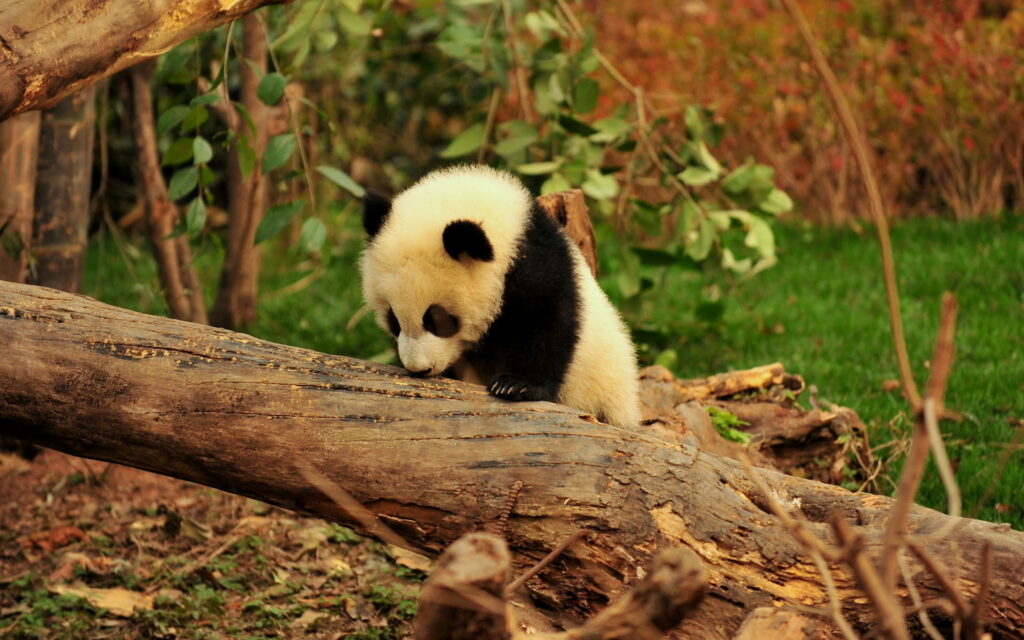 A Playful Ailuropoda Cub: Captivating Zoo Bears in a Cute, Funny and HD Wallpaper Background