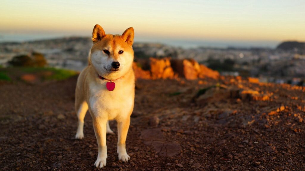 Serene Akita Inu Walks on Rocky Path at Sunset – 1920x1080 Wallpaper