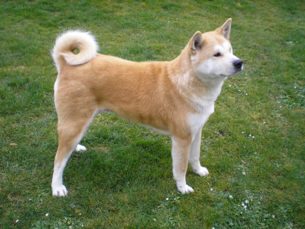 Akita Inu Proudly Standing on Grass - Loyal Canine Wallpaper