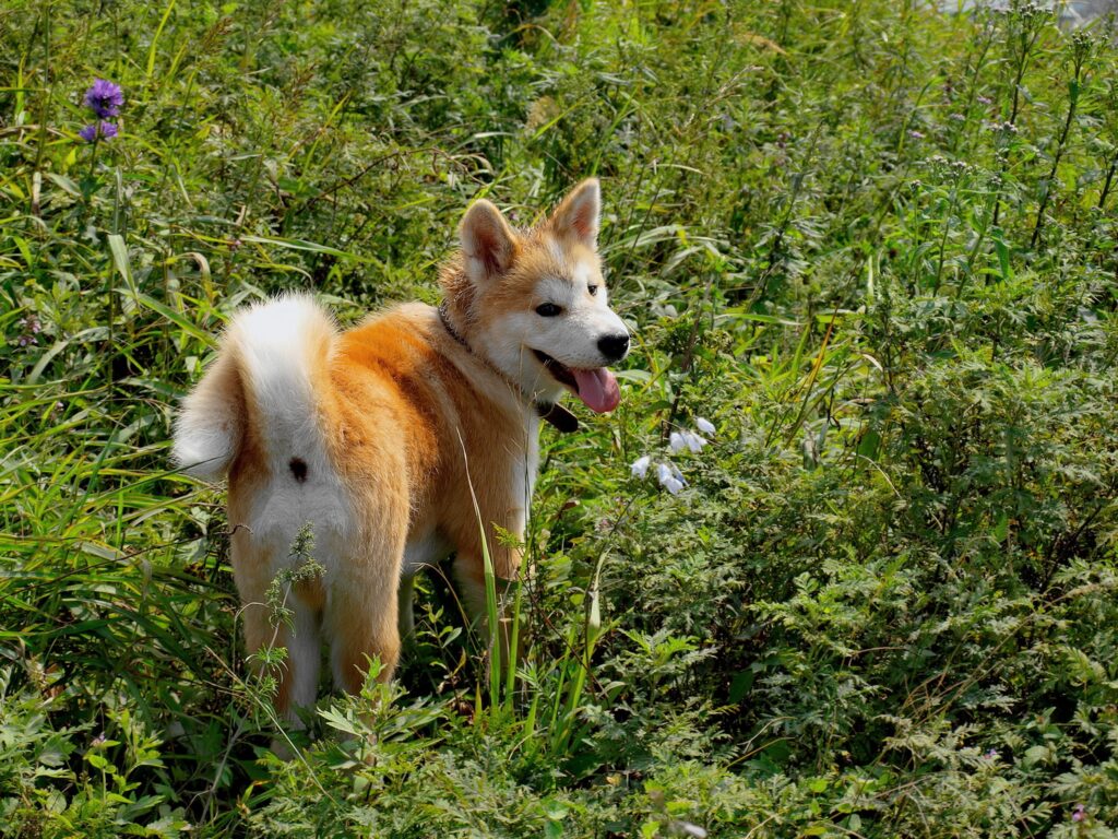 Charming Akita Inu Dog in Lush Greenery - Serene Wallpaper