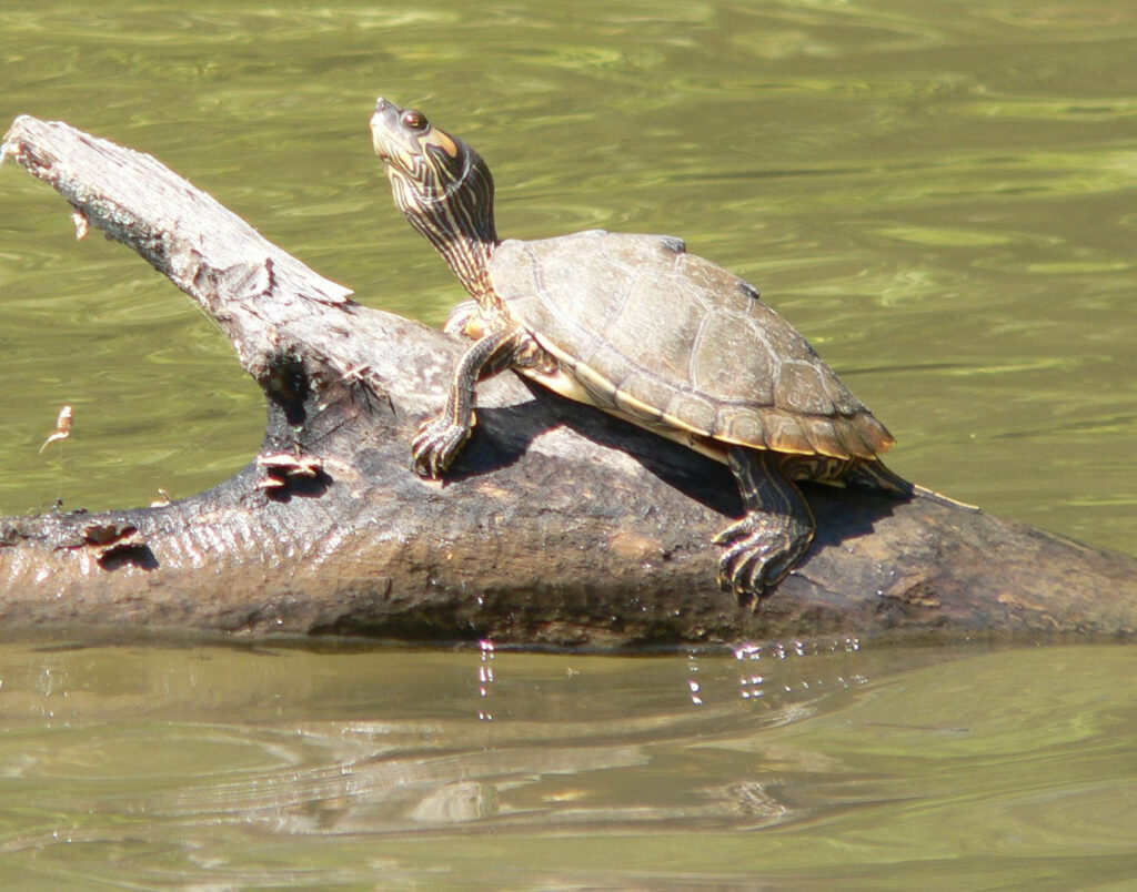 Alabama Map Turtle Basking on Log: Serene Nature Wallpaper