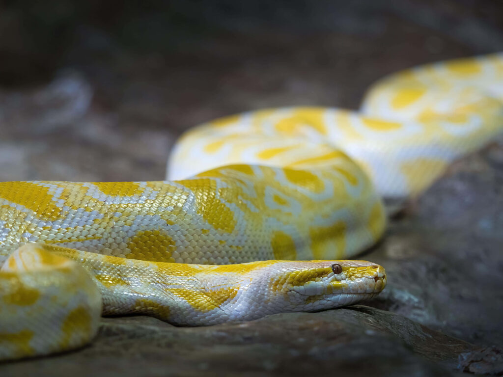 Albino Burmese Python with yellow and white scales resting on natural surface wallpaper background