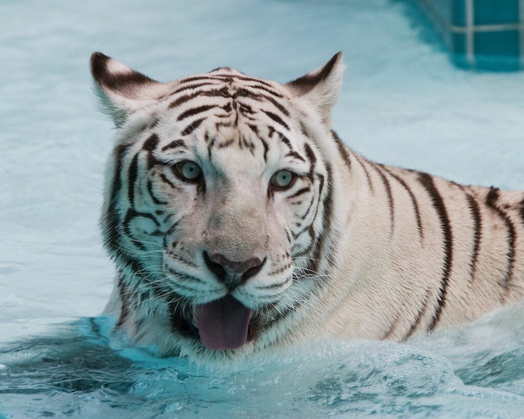 Albino Tiger Swimming: Captivating Aquatic Wallpaper Background