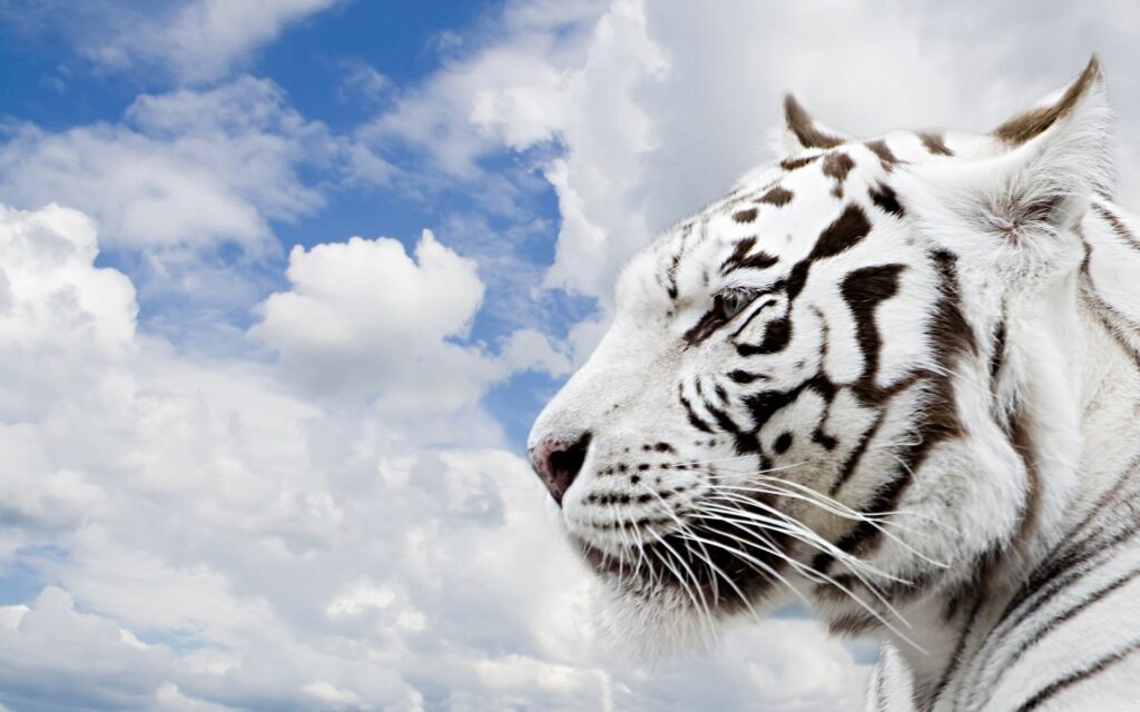 Albino Tiger Profile Against Bright Blue Sky - Stunning Wallpaper