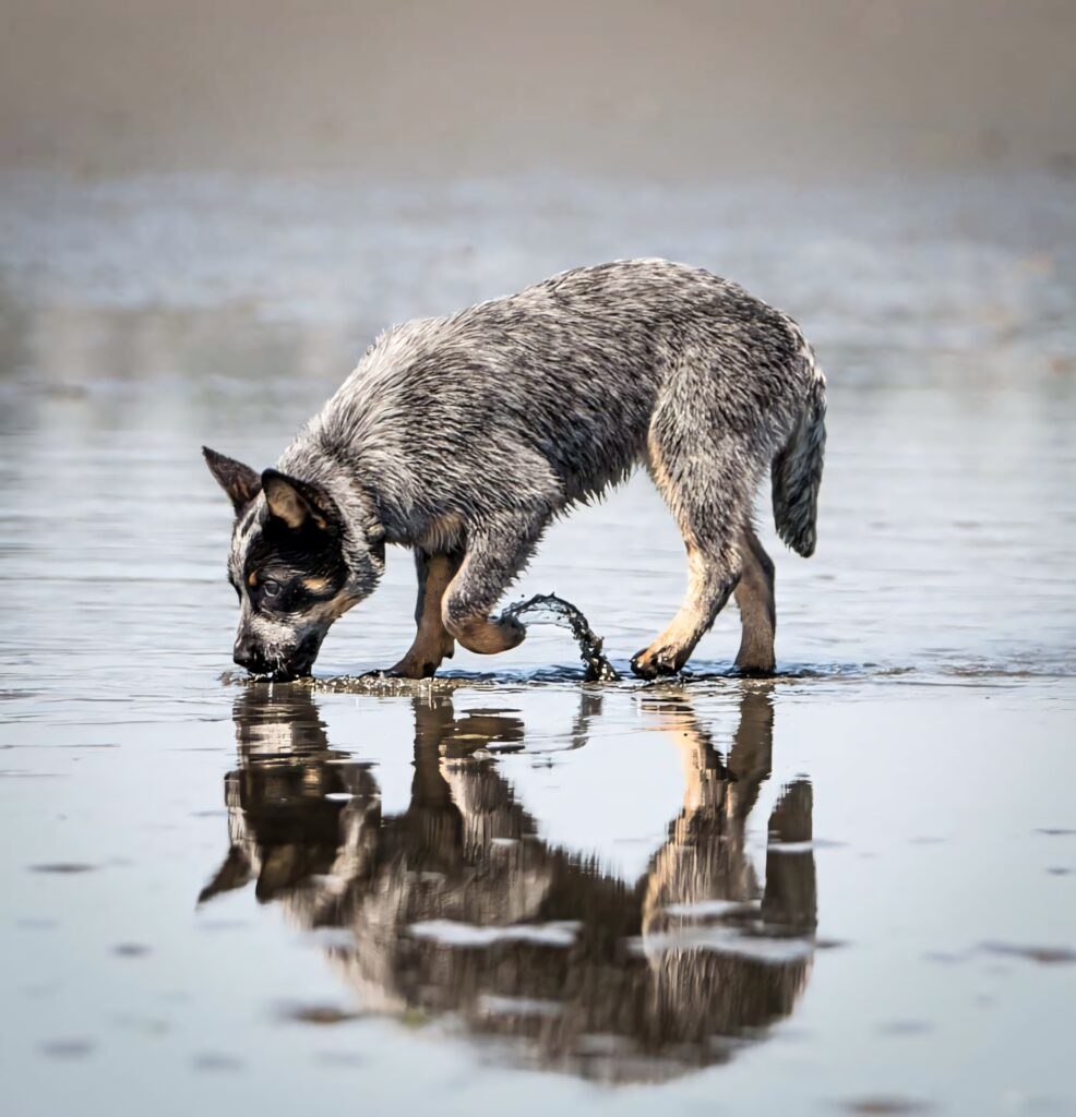 Alert Australian Cattle Dog standing in shallow water with focused gaze and poised stance wallpaper
