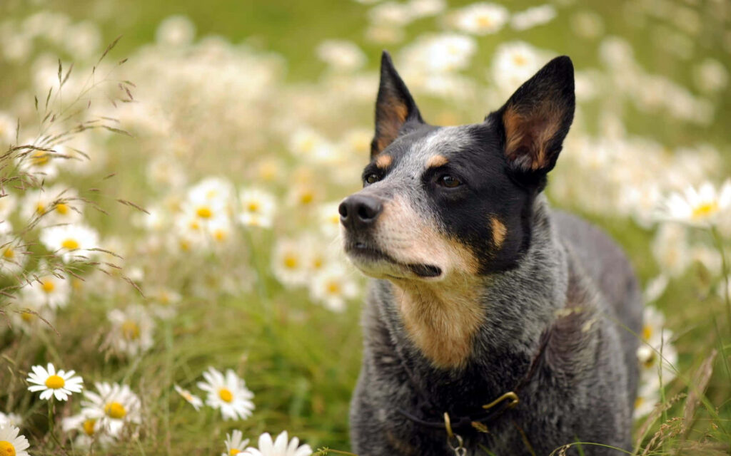 Australian Cattle Dog Blue Heeler standing alert in a scenic white daisy field wallpaper background