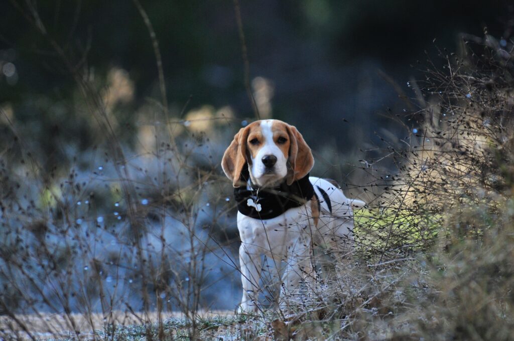 Beagle Alert in Serene Natural Setting: Peaceful Outdoor Walk Wallpaper