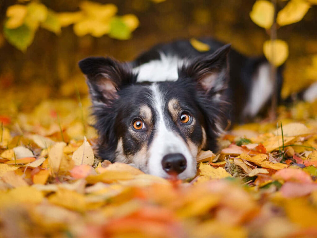 Curious Border Collie Pup in Autumn Leaves: Alert & Charming Wallpaper