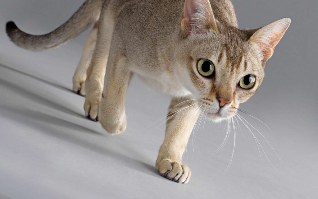 Alert Cat Walking Cautiously: Stylish Wallpaper Background