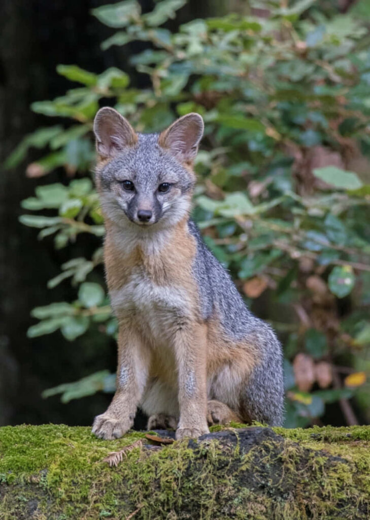 Alert Fox on Mossy Log in Lush Green Forest Background Wallpaper