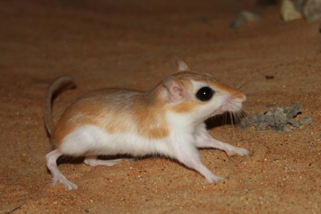 Alert gerbil with reddish tan fur standing on golden desert sand textured dunes background Wallpaper