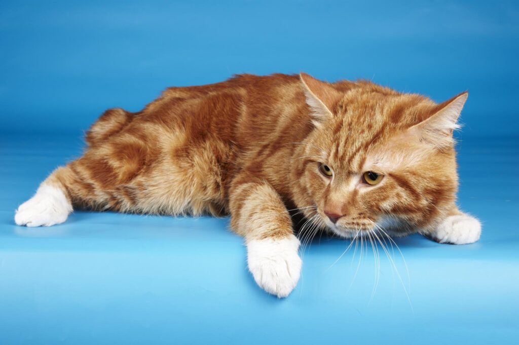Alert Ginger Cat with White Paws on Bright Blue Background Wallpaper