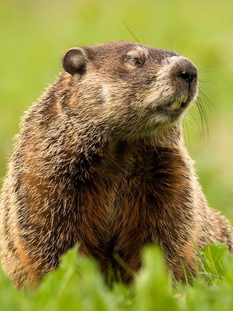 Alert groundhog with brown fur in lush green field sharp detailed wildlife portrait wallpaper