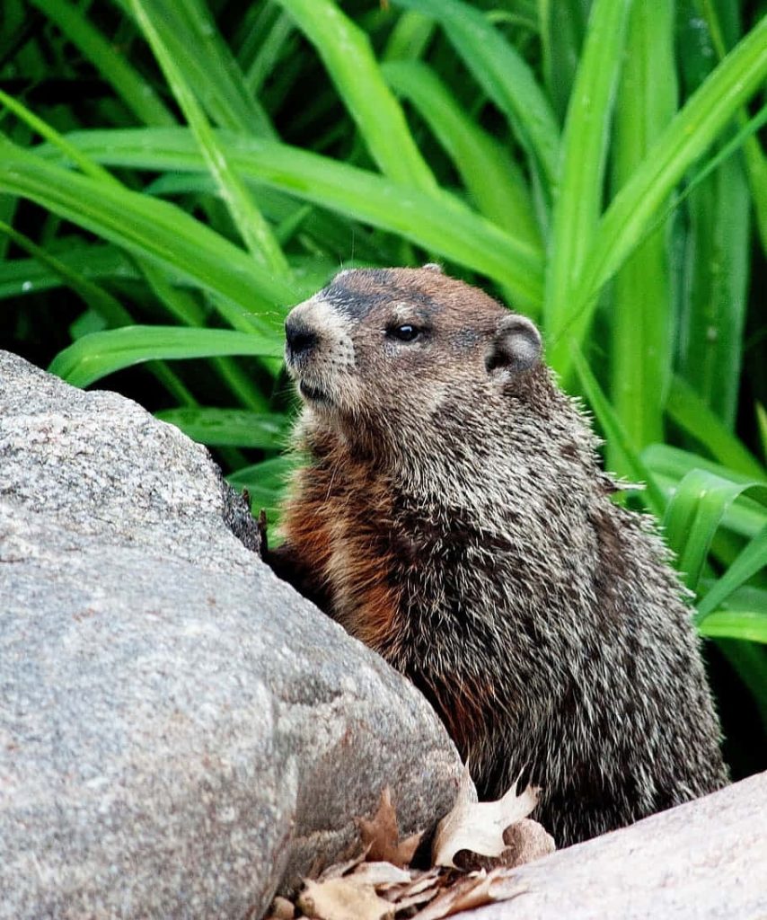 Alert groundhog beside textured boulder with vibrant green foliage nature wallpaper background