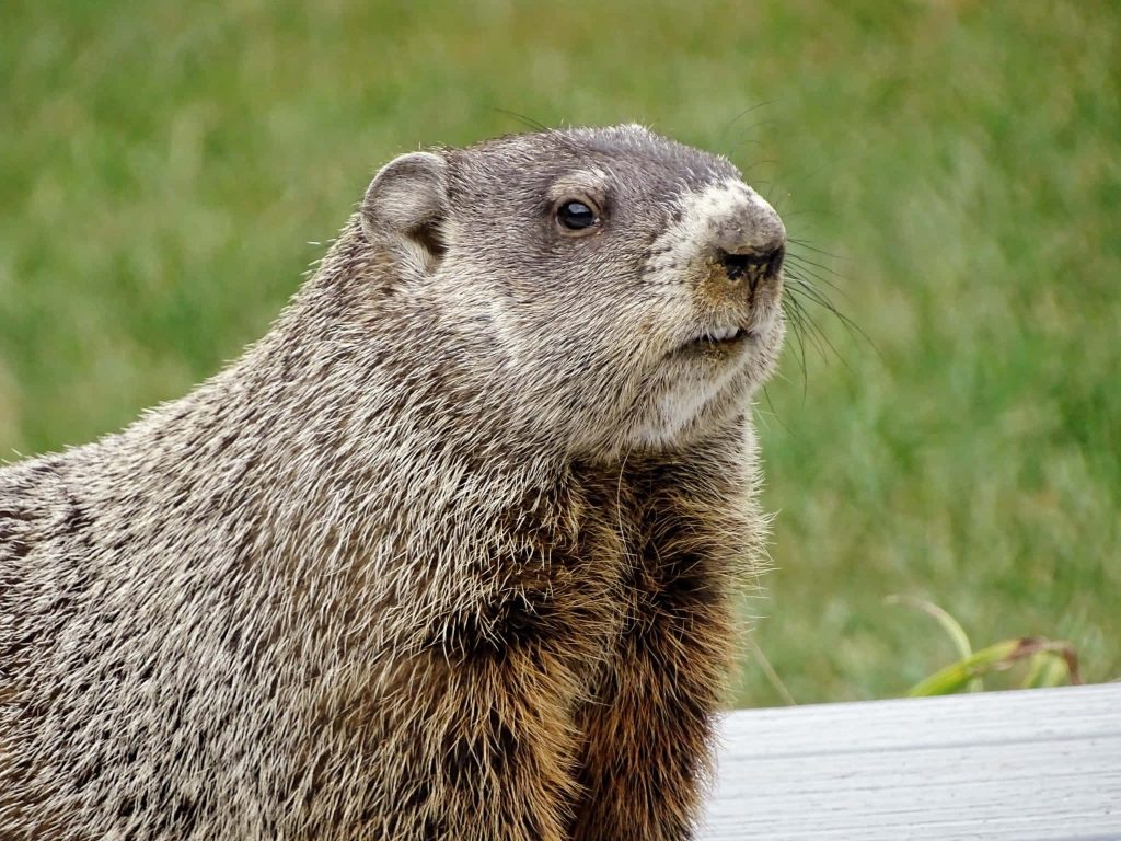 Alert groundhog with textured fur on wooden surface in sharp nature wallpaper background