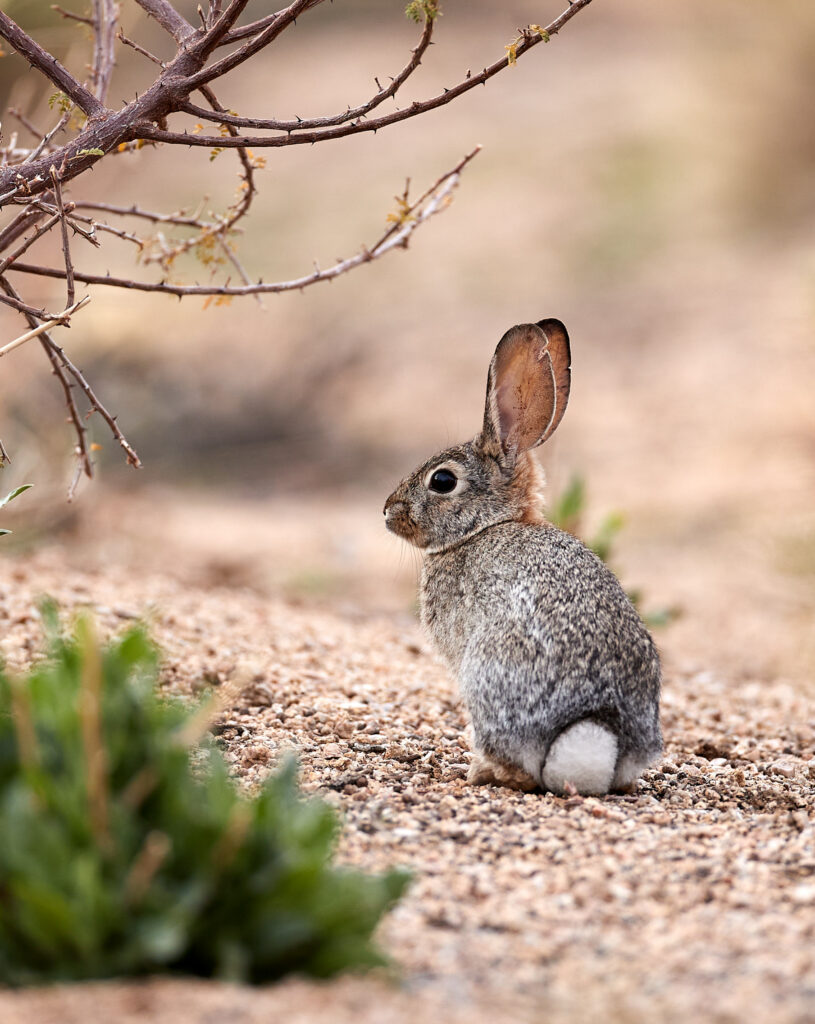 Hare on Sandy Terrain: Wildlife Beauty in Natural Habitat Wallpaper