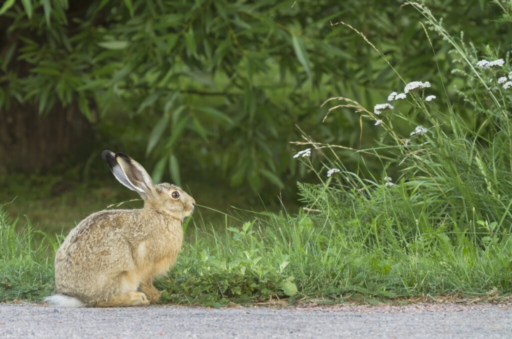 Alert Hare on Grass: A Serene Natural Landscape Wallpaper