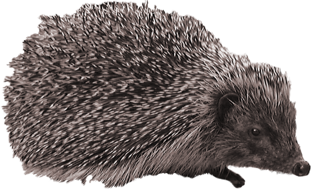 Alert Hedgehog Wallpaper: Detailed Profile with Transparent Background