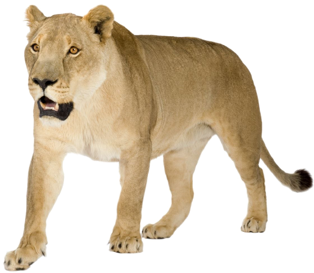 Graceful Alert Lioness Wallpaper on Transparent Background