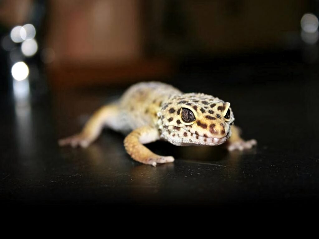 Close-up of alert leopard gecko with striking spotted patterns vibrant wallpaper background