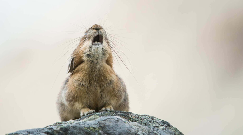 Pika Calling Out on Rock - Soft Neutral Wallpaper Background