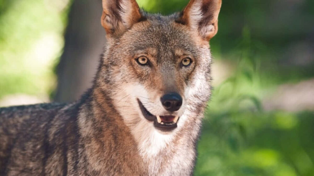 Vivid Red Wolf Photo against Blurred Green Nature Background Wallpaper