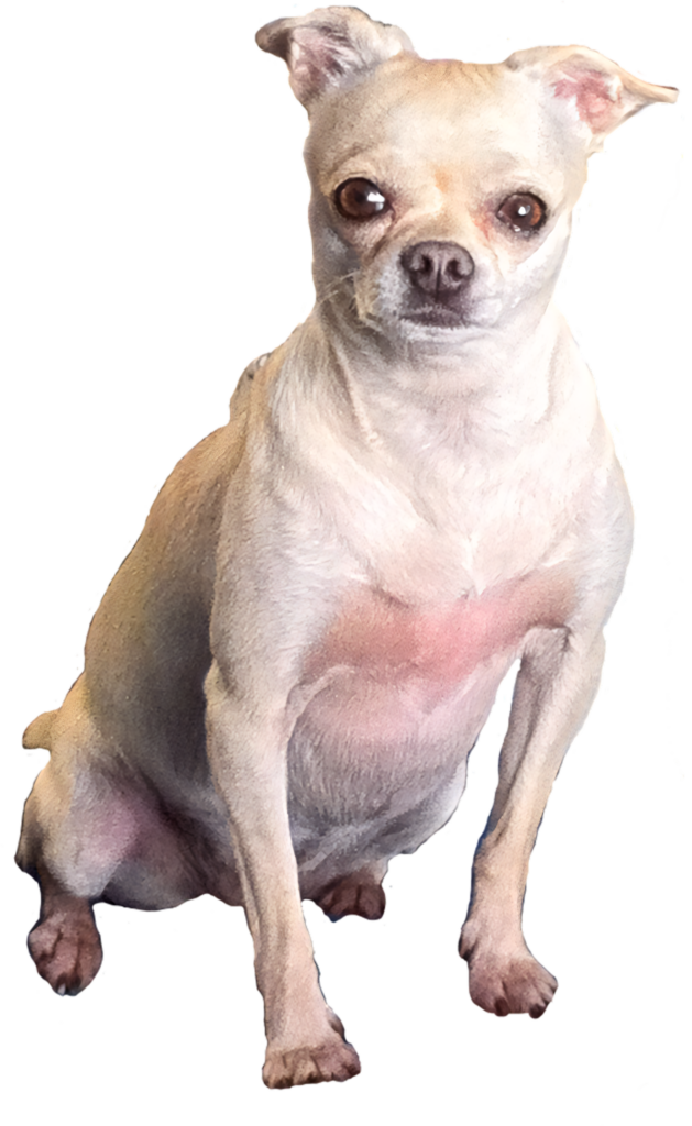 Alert Tan Chihuahua Wallpaper - Expressive Eyes & Pointed Ears PNG