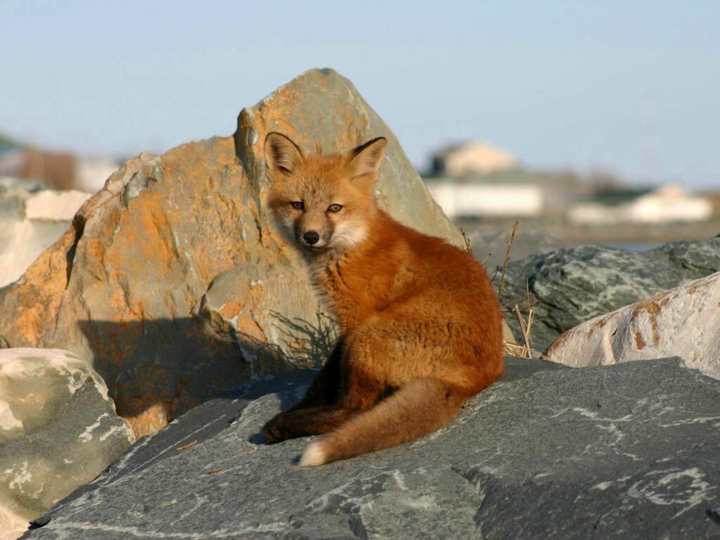Young Fox Cub Alert in Rugged Rocky Natural Setting Wallpaper