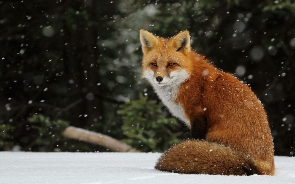Snowy Sentinel: Captivating Red Fox on the Hunt for Prey Wallpaper