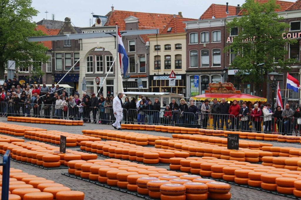 Alkmaar Cheese Market vibrant rows of large cheese wheels with crowd and Dutch architecture Wallpaper