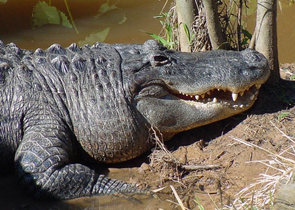Close-Up Alligator Wallpaper in Marshy Everglades Background