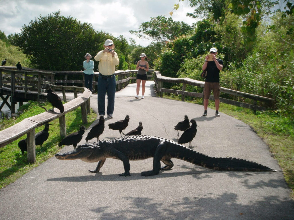 Alligator Crosses Path in Everglades: Vibrant Wildlife in Focus Wallpaper