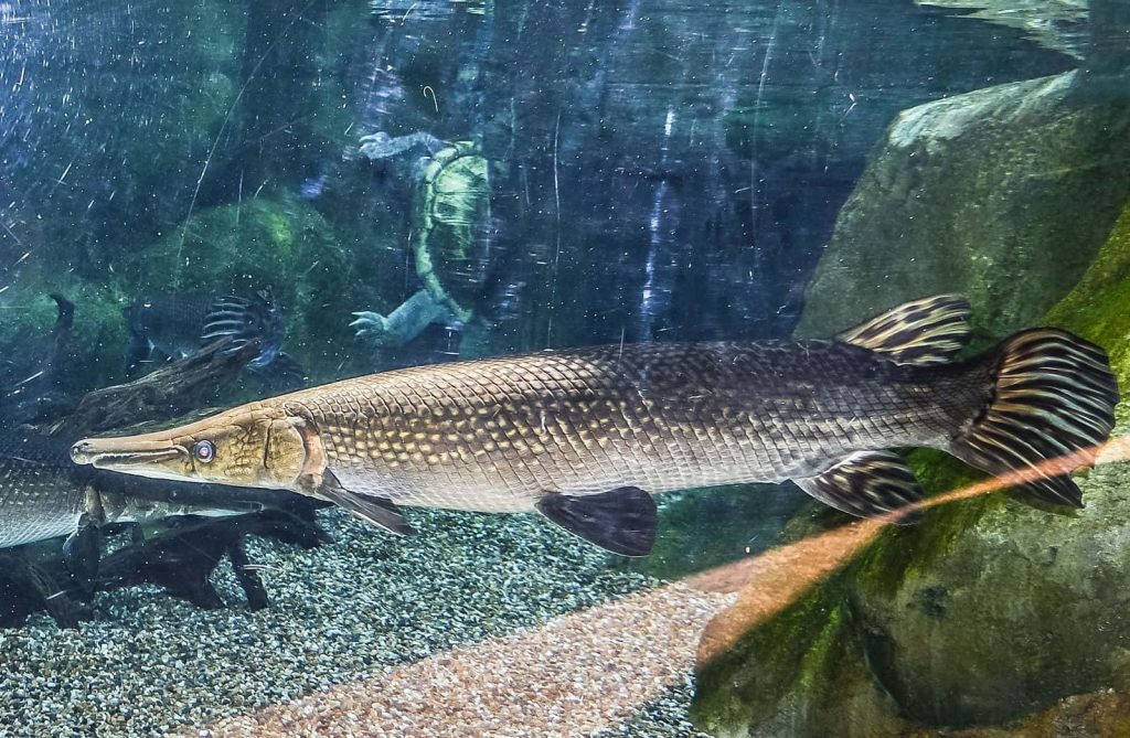 Sharp underwater photo of Alligator Gar with rocks and sea turtle in calm aquarium scene Wallpaper