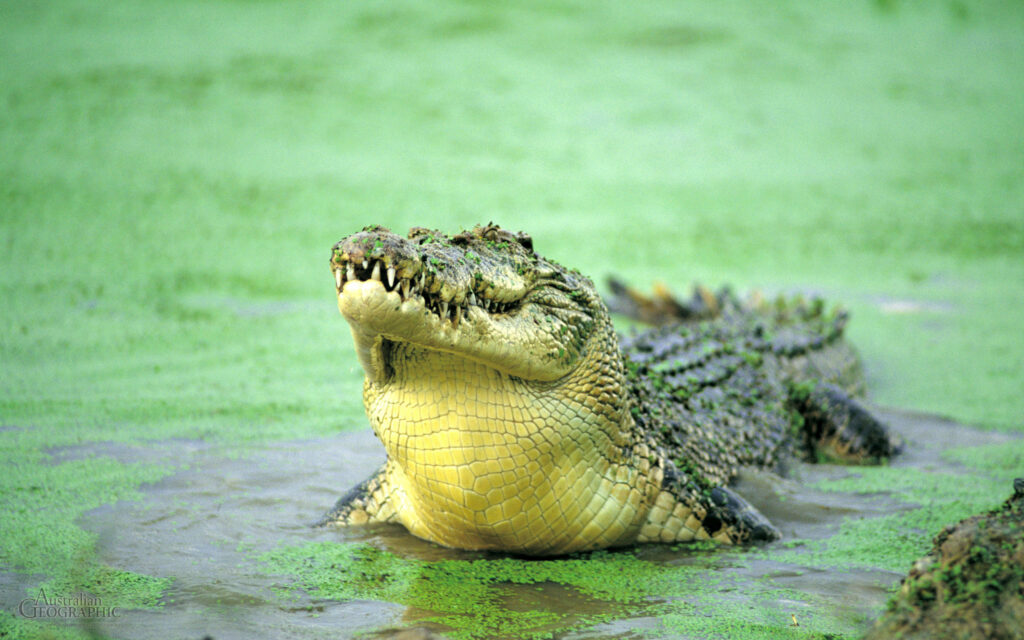 Alligator in Lush Green Swamp - Textured Nature Wallpaper