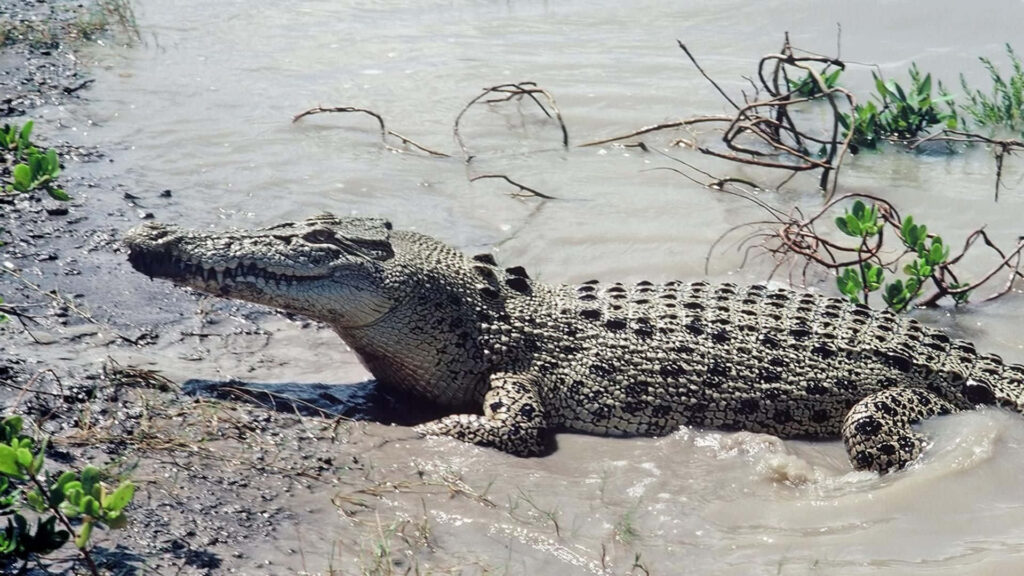 Alligator by Water's Edge: Serene Sunlit Nature Wallpaper