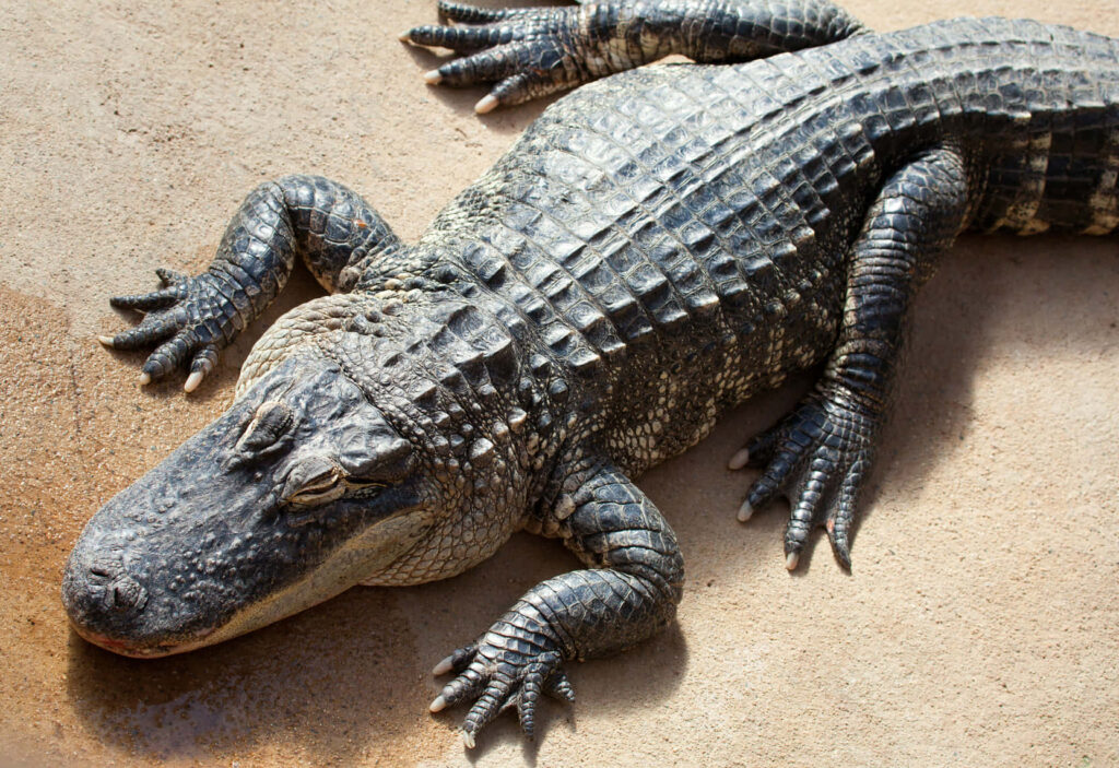 Calm Alligator Wallpaper: Sunlit Texture & Powerful Presence