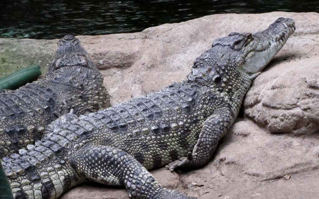 Alligator Basking in Sun on Rocky Shore – Beautiful Textured Wallpaper
